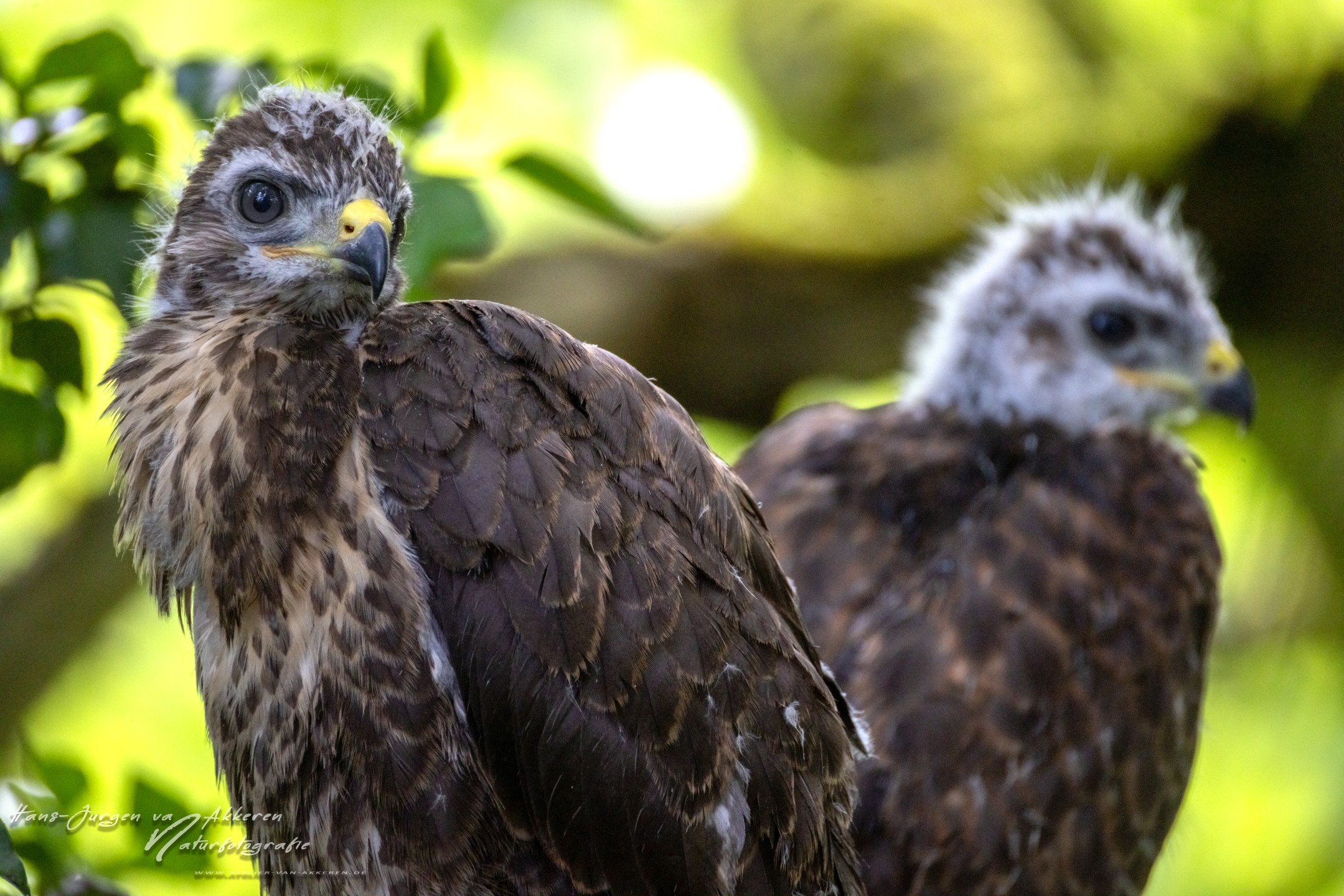 309A9653 Mausebussarde - Jungvogel